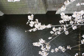 花冷えの目黒川の桜１１
