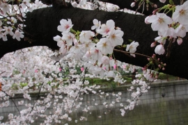 花冷えの目黒川の桜１２