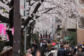 花冷えの目黒川の桜１３