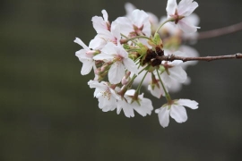 花冷えの目黒川の桜１５