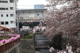 花冷えの目黒川の桜１６