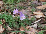 雪割草-紫-１