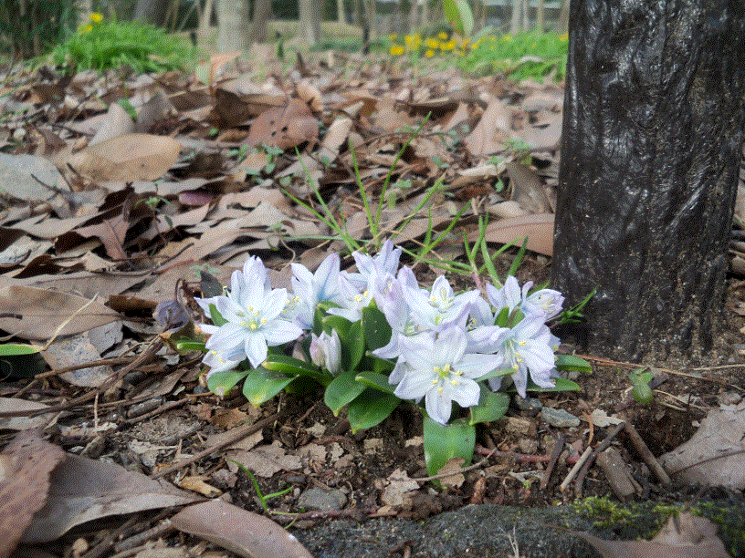 白い花と福寿草-2