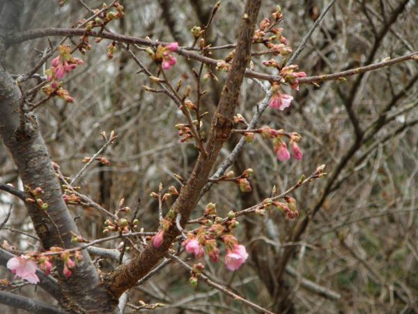 河津桜咲き始め