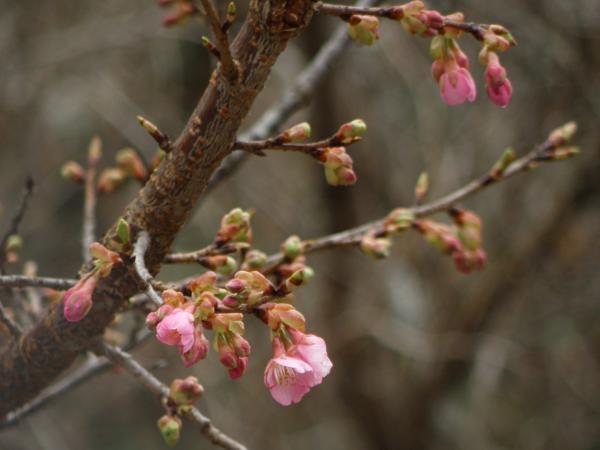 ちょこっと咲き始めの河津桜