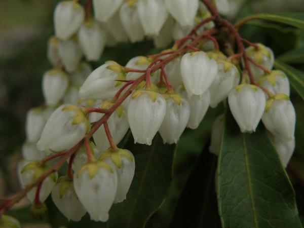 白いアセビの花