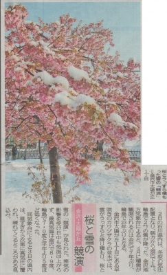 桜と雪　310403