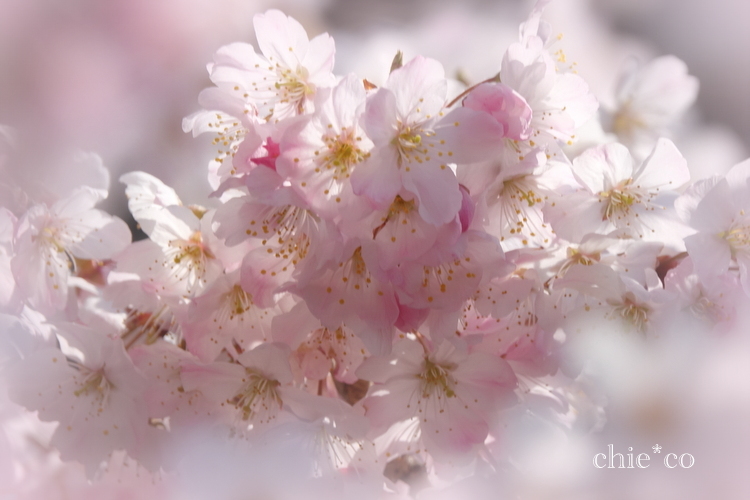 春めき桜-032